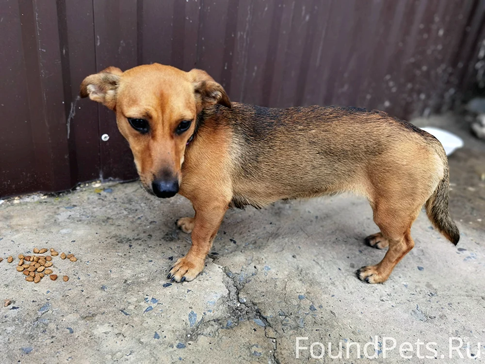 Staffordshire-Terrier-Mischling