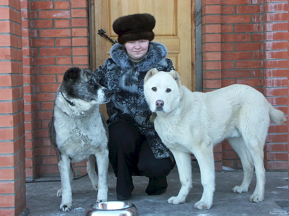 Kaukasischer Wolfshund Mix. Wolf und Alabai