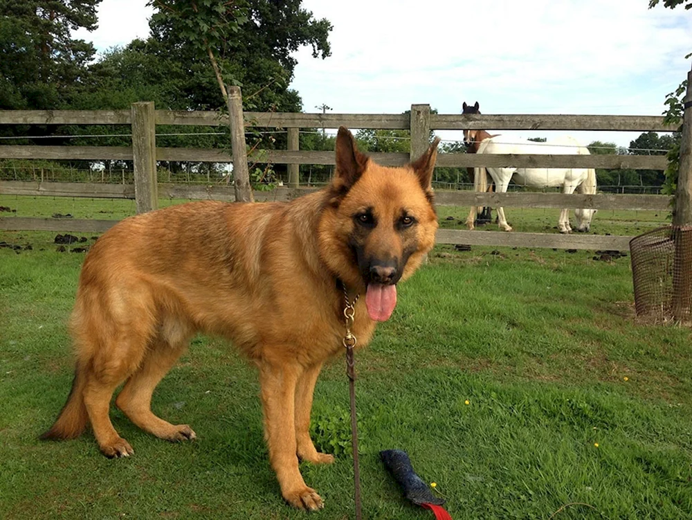 Retriever und Schäferhund-Mix