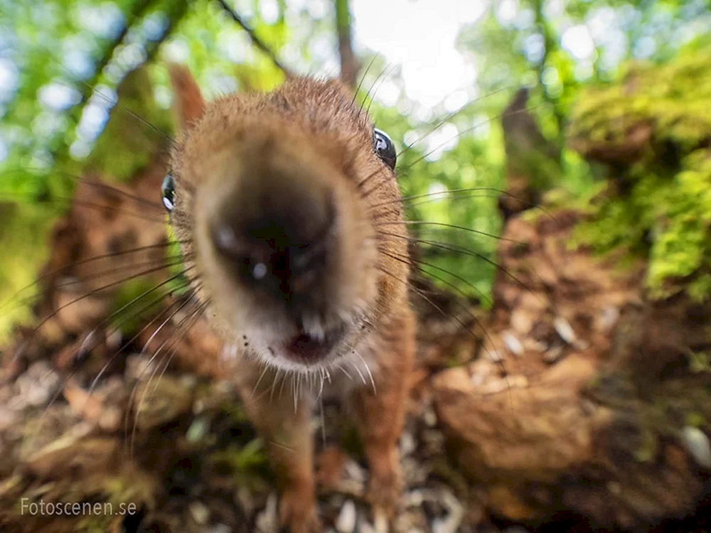 Lustiges Eichhörnchen