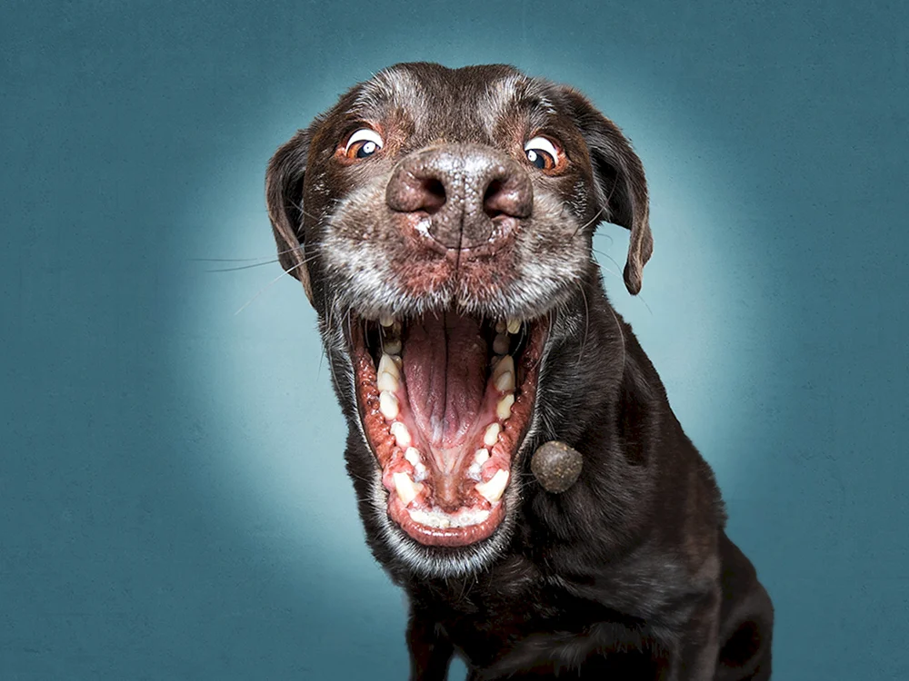 Lustige Hundegesichter