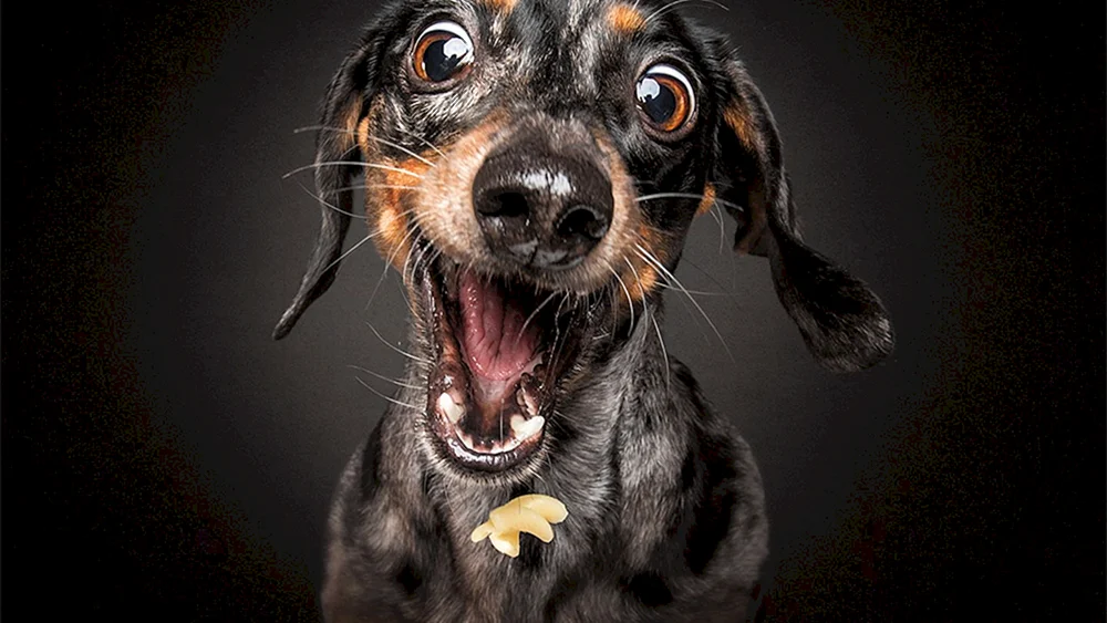 Lustige Hunde