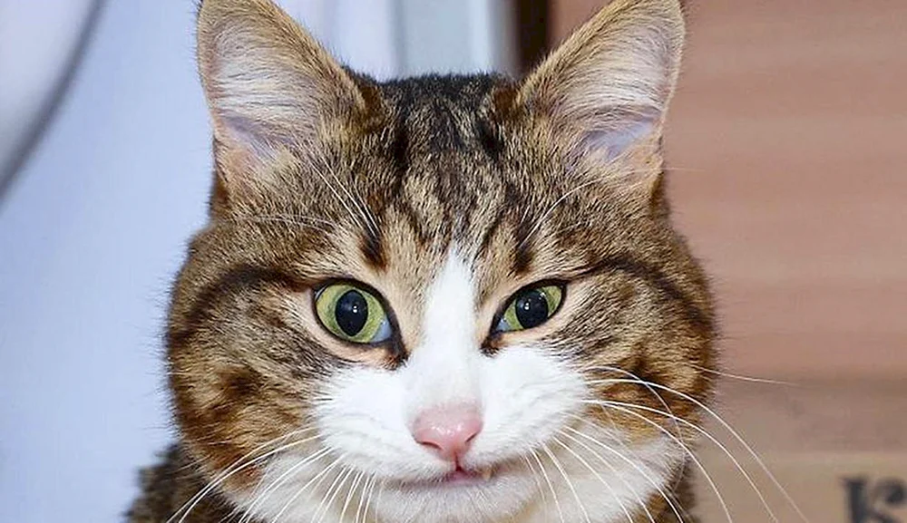 Lustiges Katzengesicht