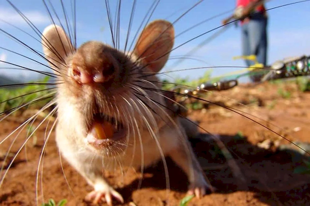 Lustige Maus