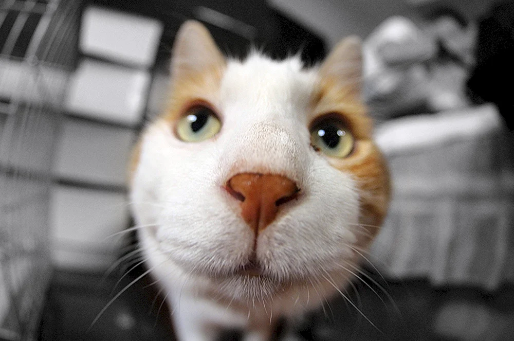 Katzen lustig