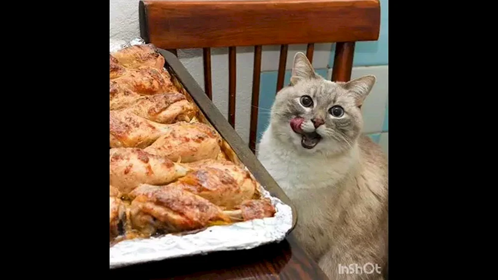 Katze lustig