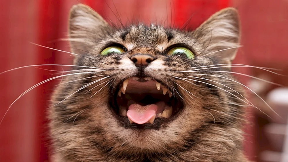 Katze lustig lustige Katzen lustige Katzen lustige Katzen lustige Katzenwitze lustige Katzen lustige Katzen lustige Katzen lustige Katzen lustige Katzen lustige Katzen lustige Katzen lustige Katzen mit Katzen lustige Kätzchen lustige Katzen lustige Katzen lustige Kätzchen mit Katzen lustige Katzen lustige Katzen lustige Katzen lustige Katzen lustige Katze