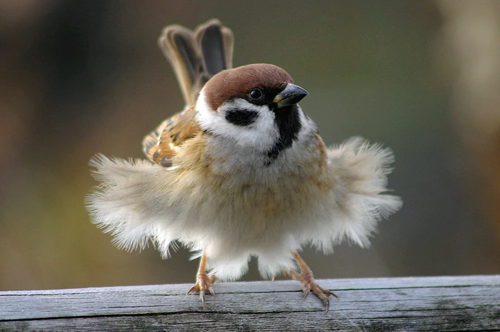Böser Spatz