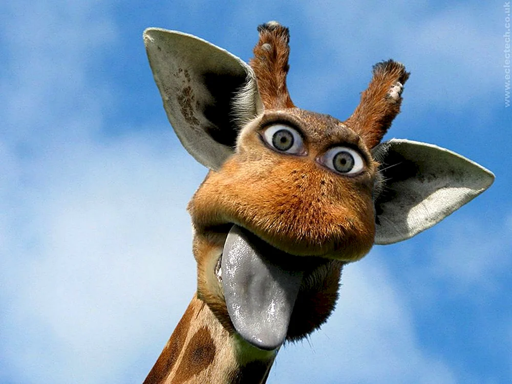Lustige Giraffe