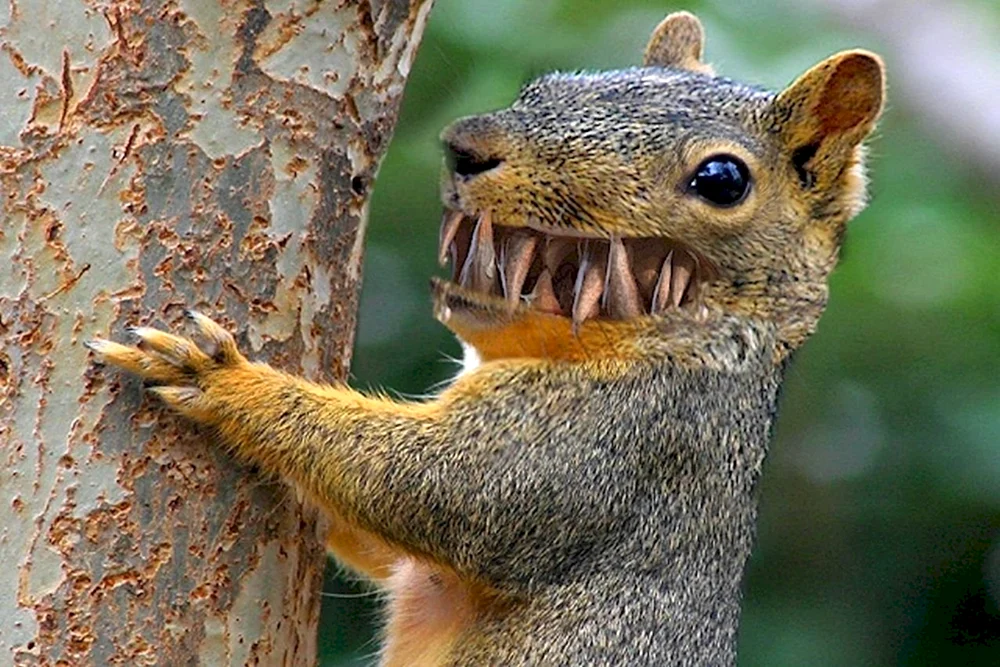 Lustige Eichhörnchen
