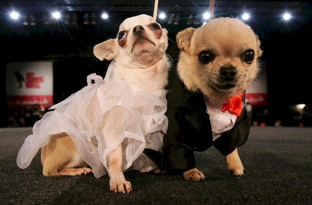 Lustig Chihuahua