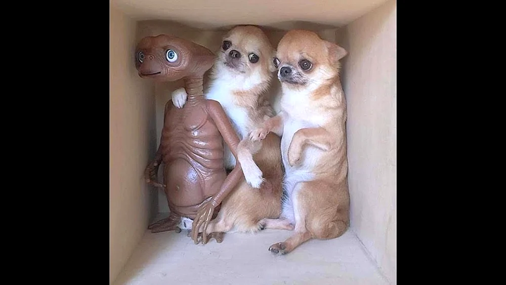 Hund Chihuahua