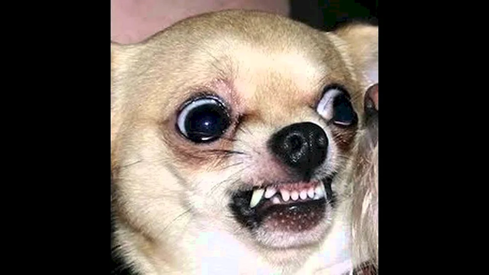 Witziger Chihuahua