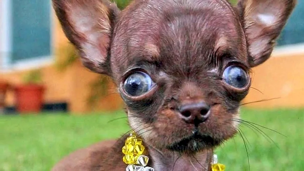 Lustige Hunde