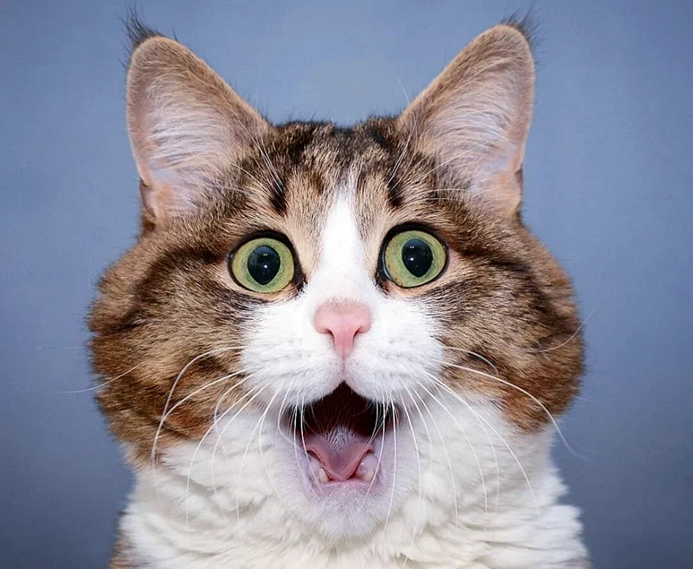 Lustige Katzengesichter