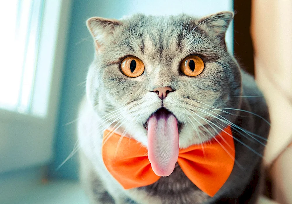 Katzen lustig