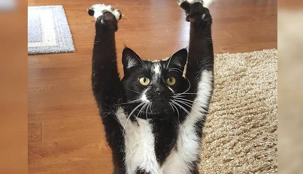 Lustige Katzen