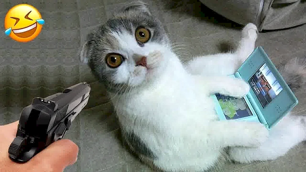 Lustige Katzen zu Tränen
