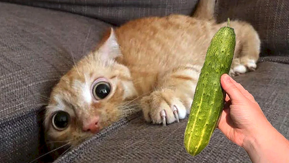 Lustige Katzen