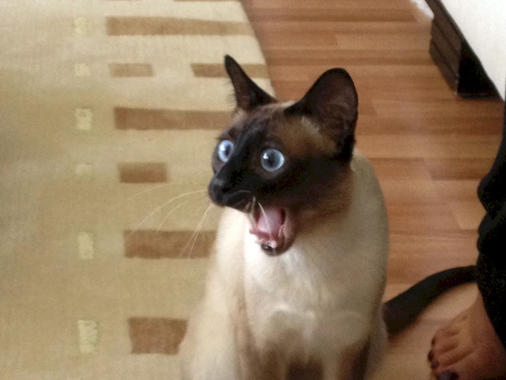 Katzen lustige Katzen