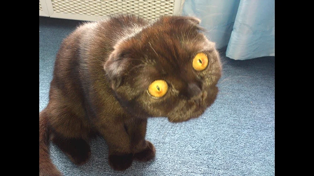 Lustige Katzen Katze Katze