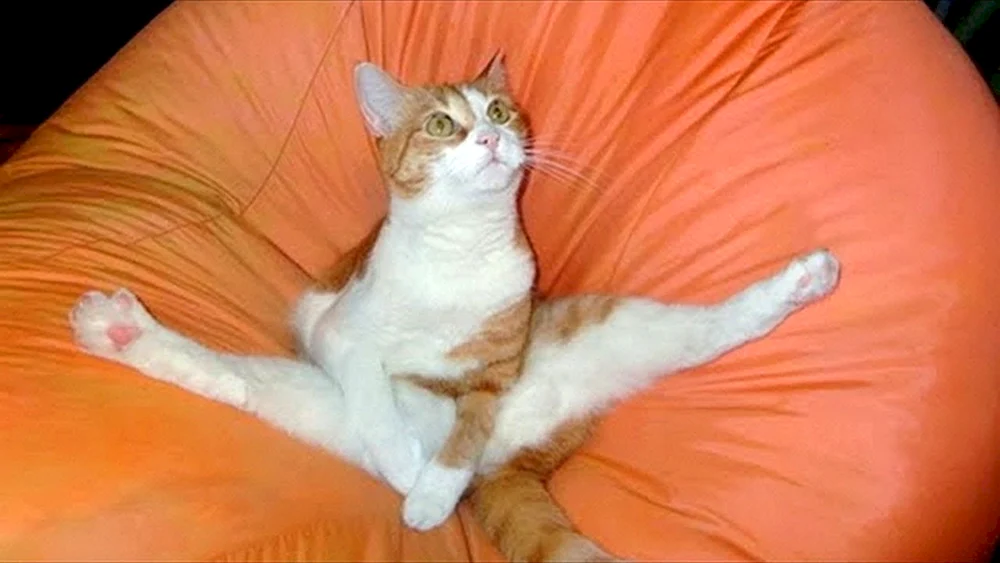 Lustige Katzen zum Weinen