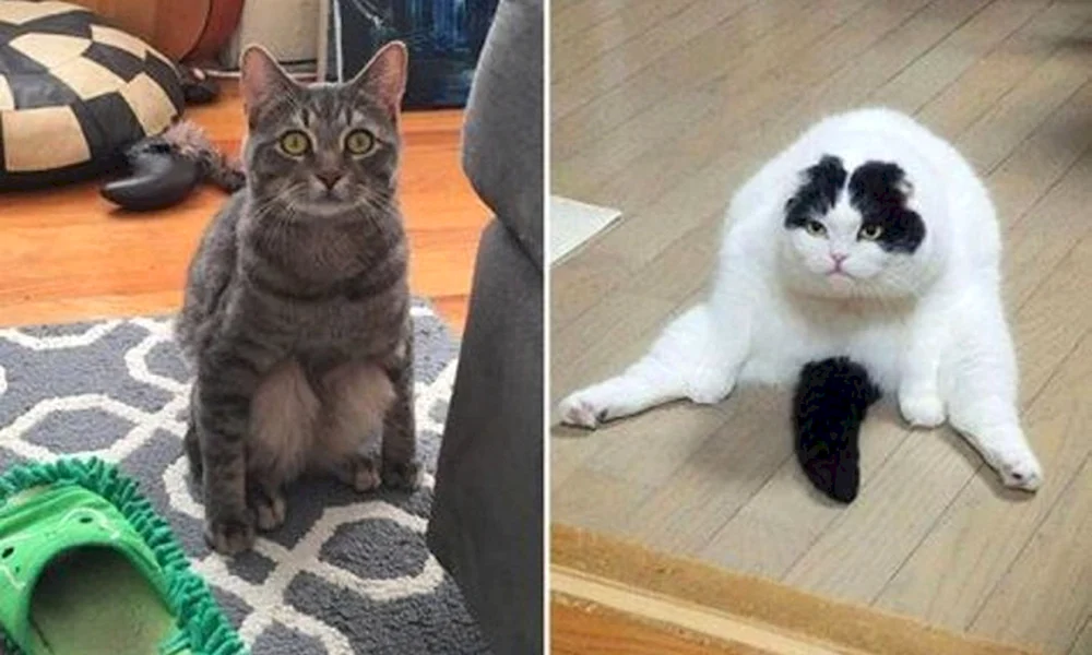 Katzenwitze mit Katzen