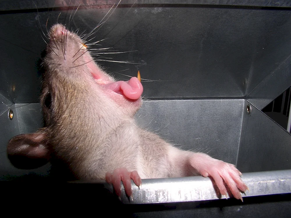 Lustige Ratten