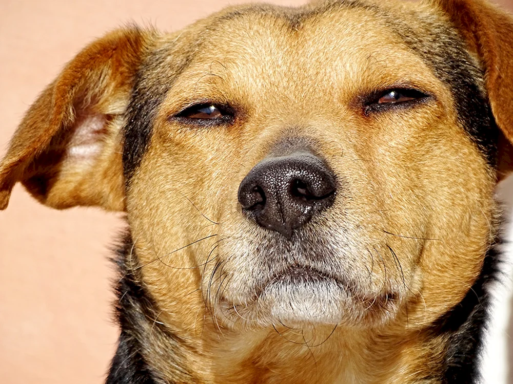 Lustige Hundegesichter