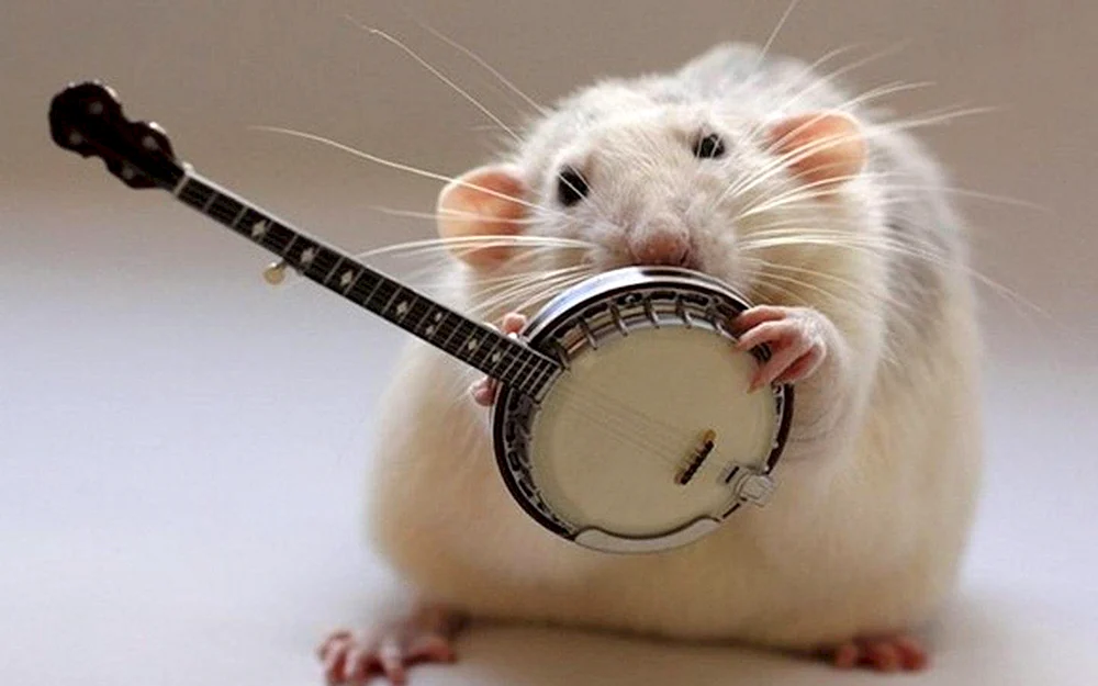 Maus Mäuse