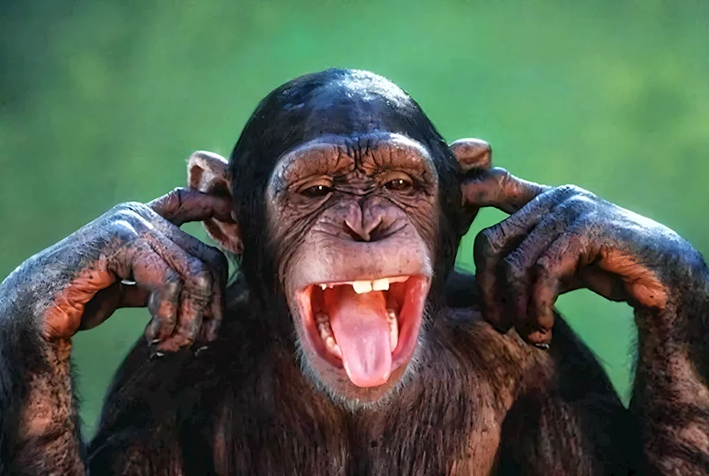 Affe