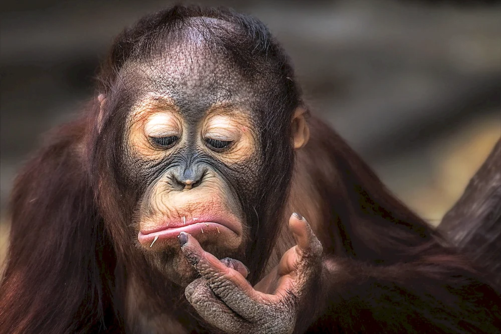 Affe mit Lippen