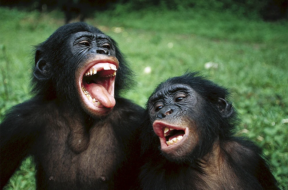 Affe