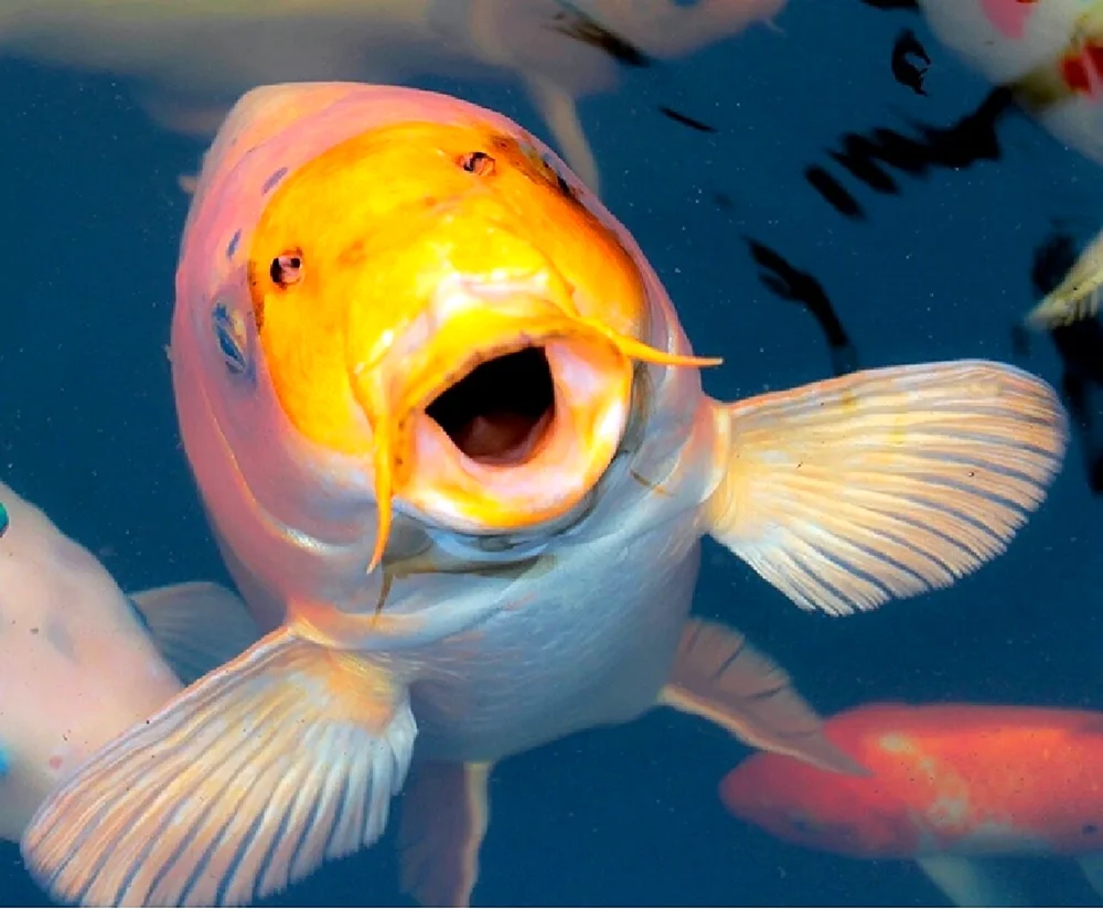 Clown ocellaris platinum