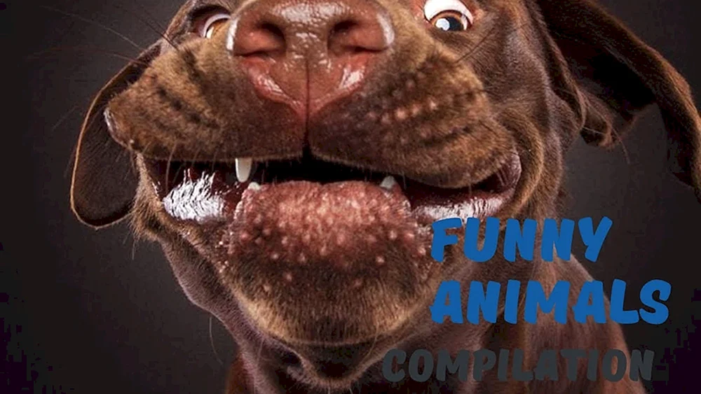 Lustige Hunde