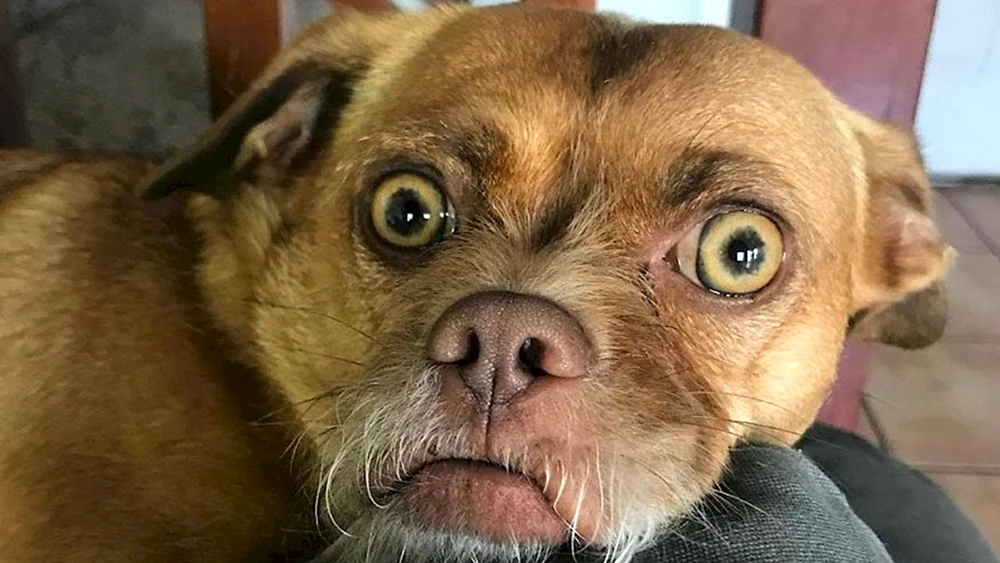 Kleiner Hund Chihuahua