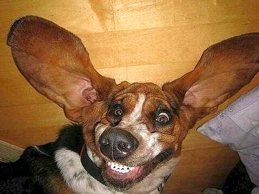 Lustige Hunde