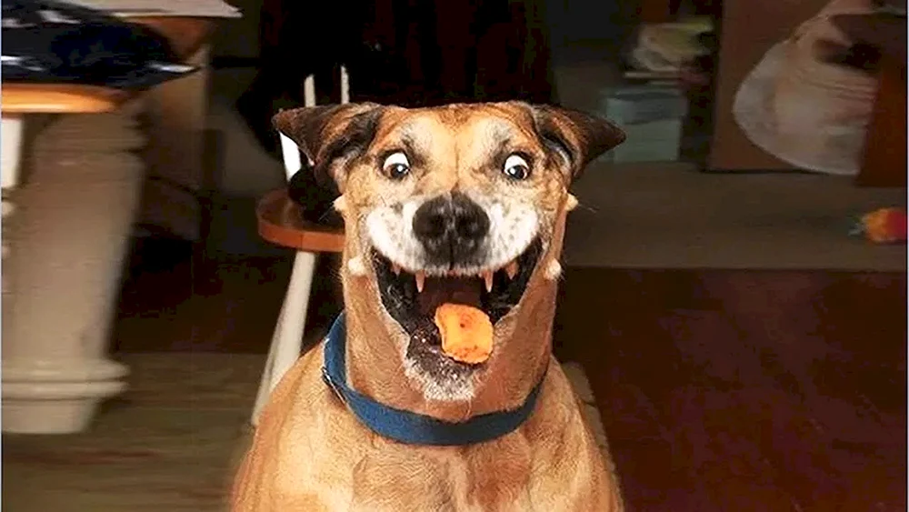 Lustige Hunde