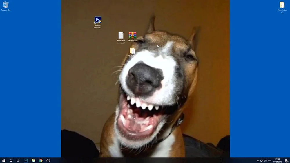Lustige Hunde