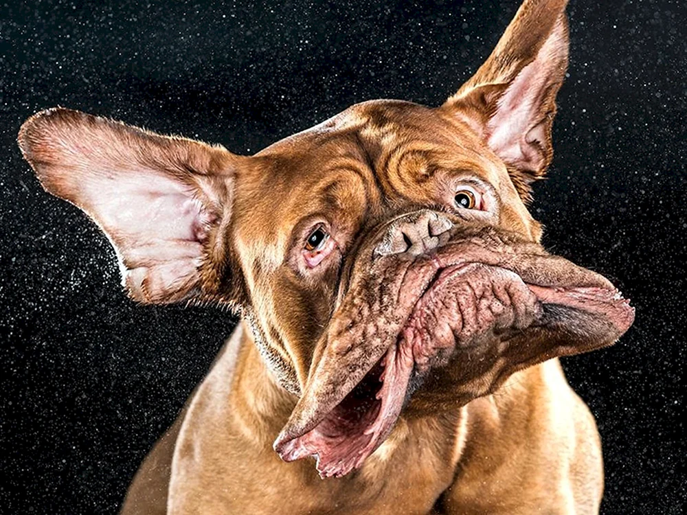 Lustige Chihuahua