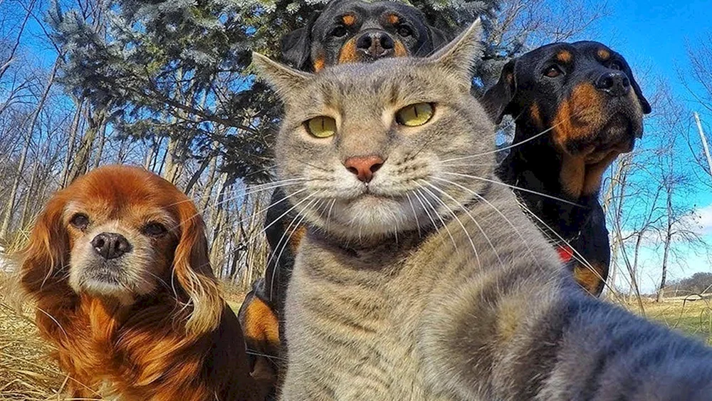 Lustige Tiere