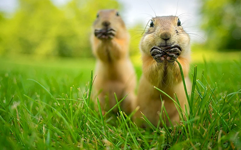 Lustige Tiere