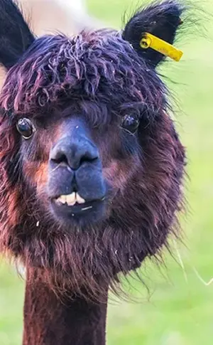 Lustige Tiere