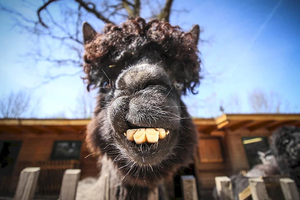 Lustige Tiere