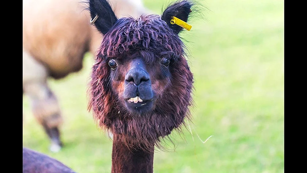 Lustige Tiere