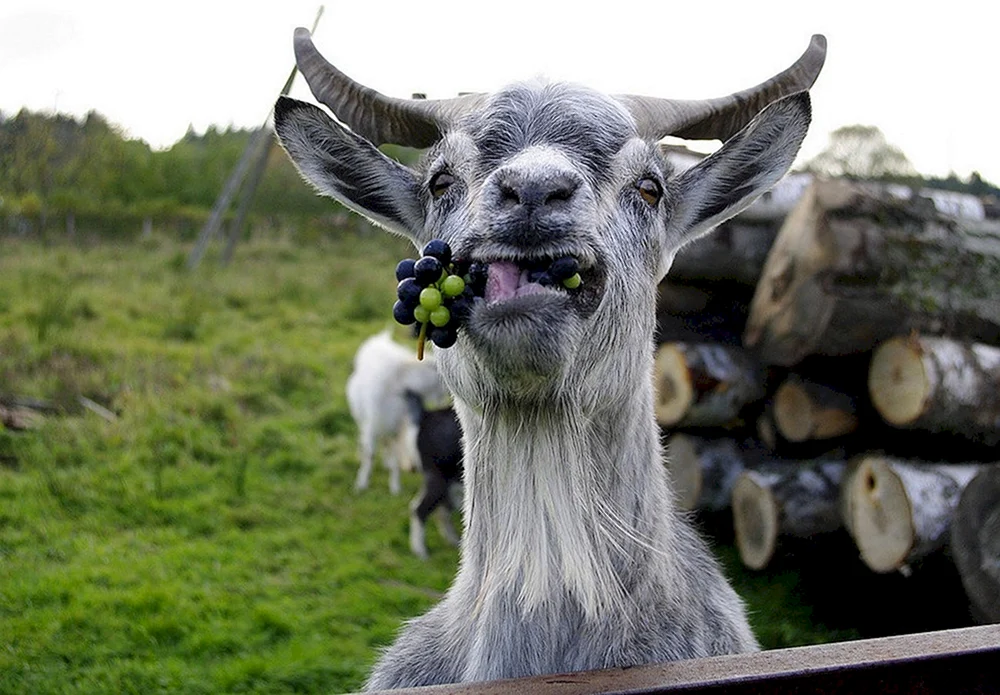 Lustige Tiere