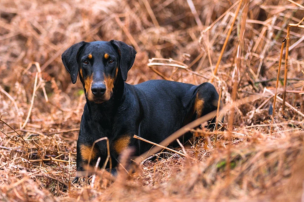 Hovawart Hund
