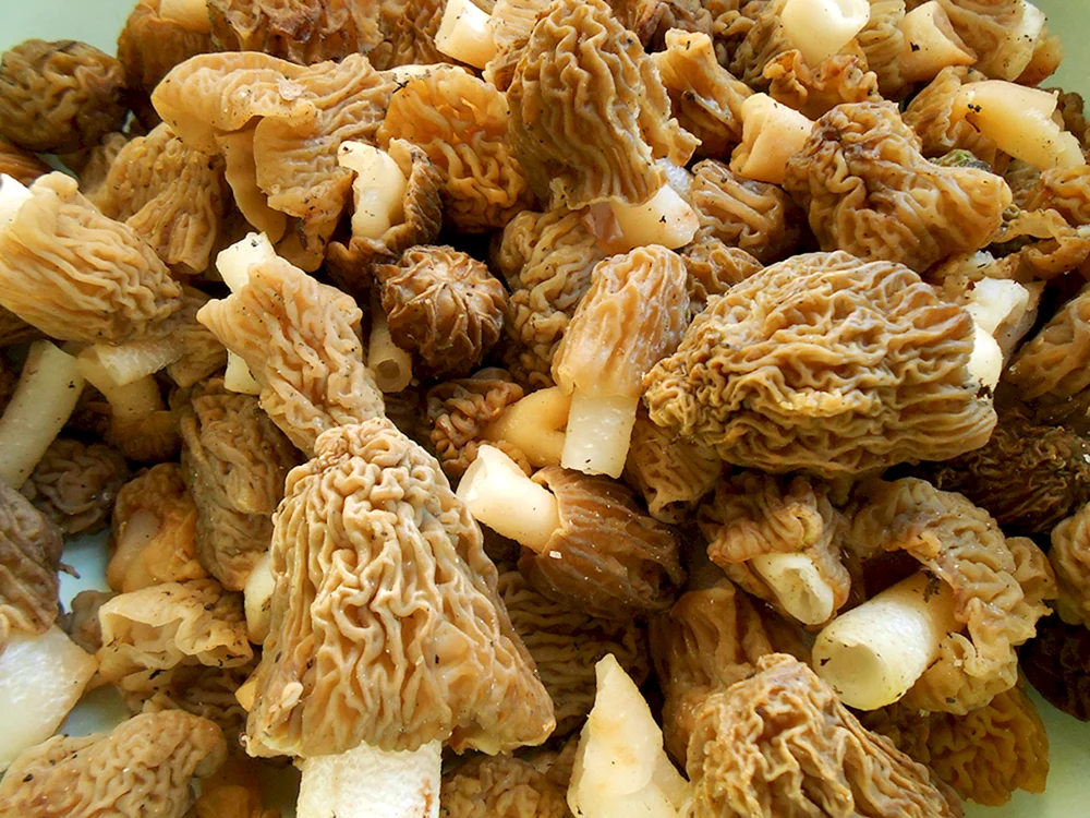 Pilze in Usbekistan essbar