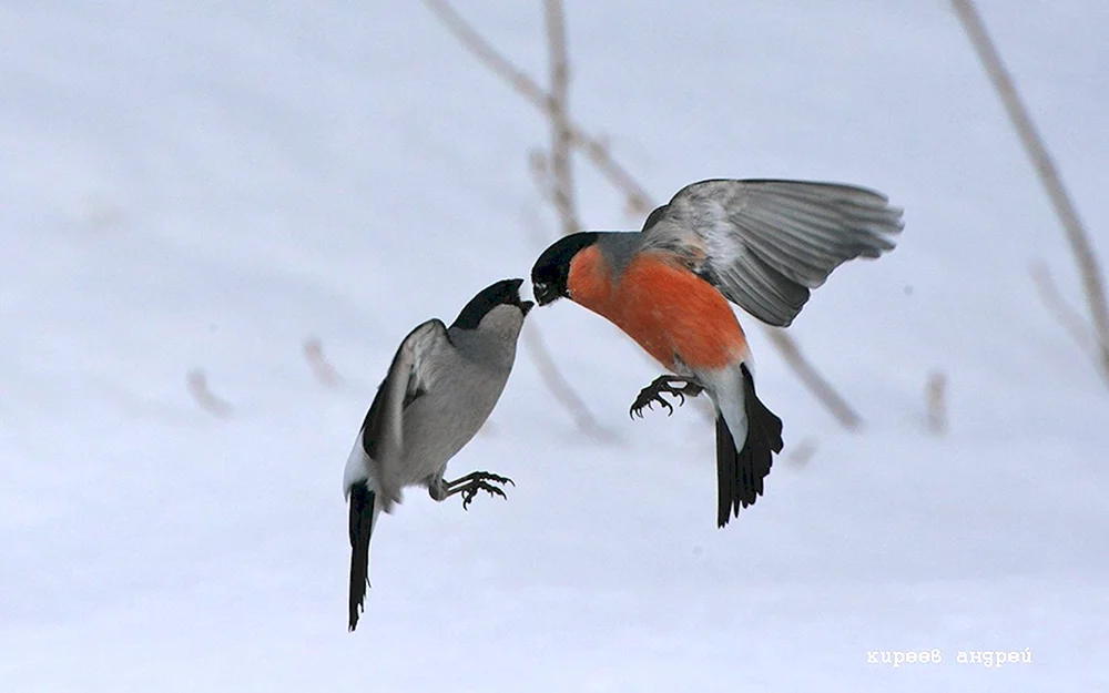 Schneevogelweibchen