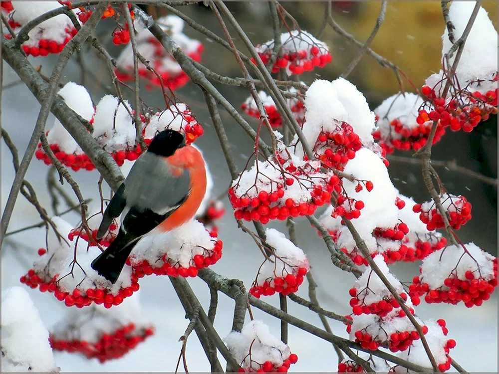 Roter Himbeerzweig